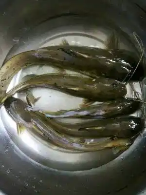 宝宝8个多月,芝麻剑鱼能不能吃?