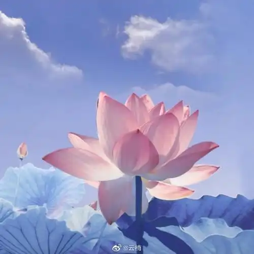 妈妈的荷花头像上新了