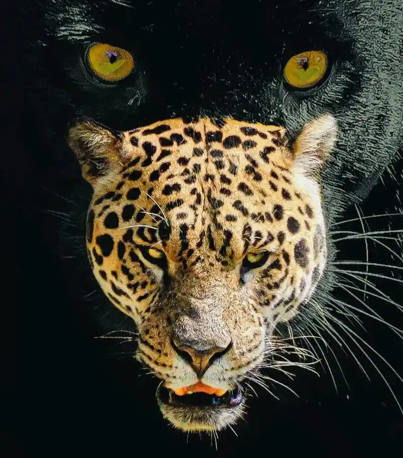 每天看一下老虎的眼睛,可以提高你的胆识和霸气,老虎的眼睛会让 - 抖