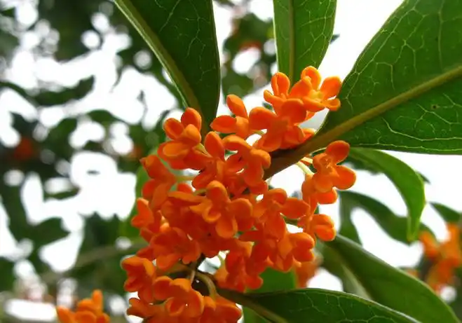 p>朱砂桂(学名: i>osmanthus fragrangs /i> c