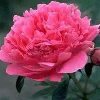 好看富贵牡丹花微信头像下载榜【点击鼠标右键下载】