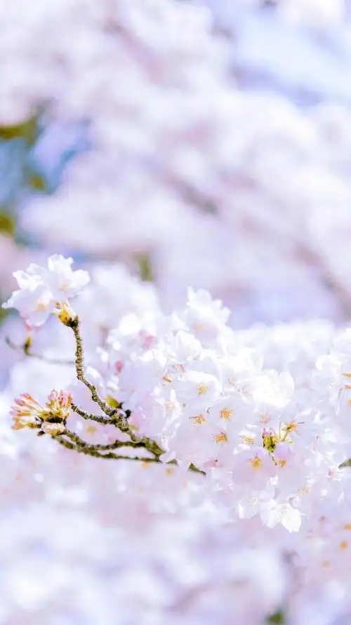 十张小清新植物系壁纸,赶紧收藏