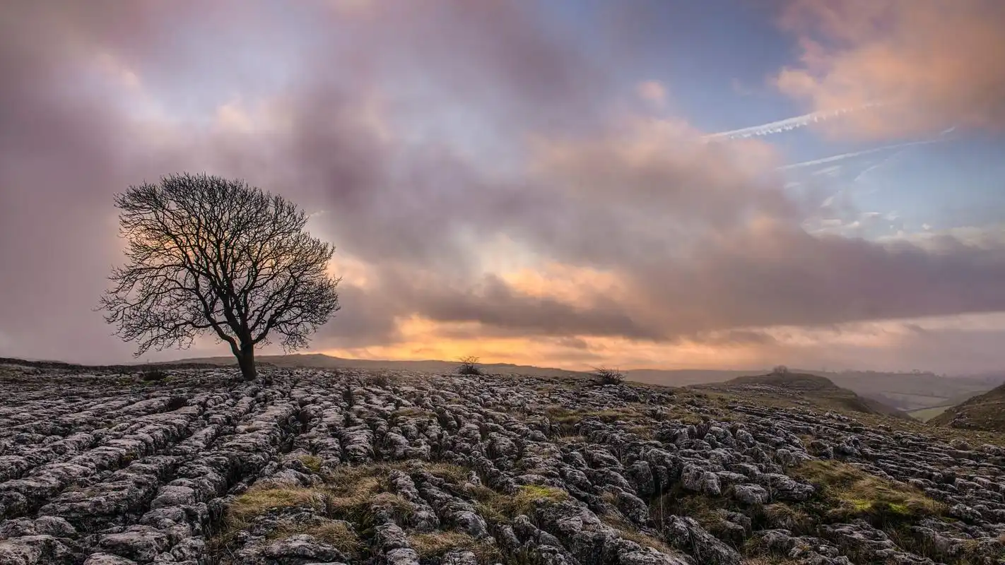 孤独的树唯美自然风景高清壁纸