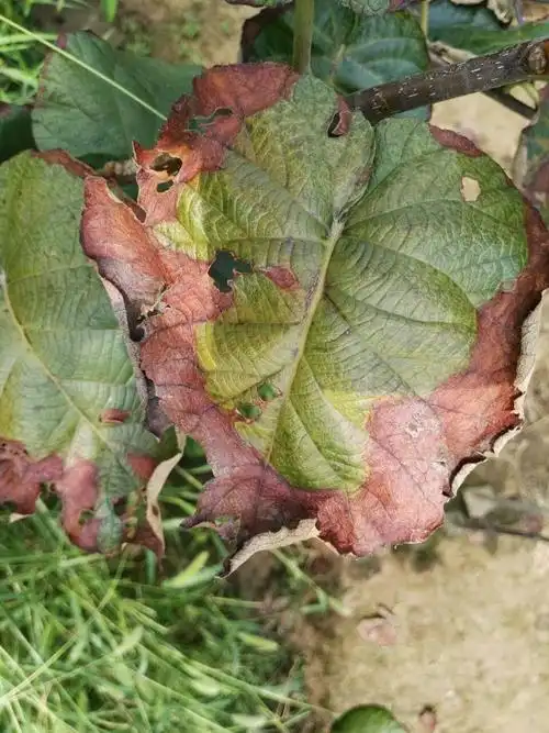 这红阳猕猴桃得了什么病虫害,该怎么治啊.急.