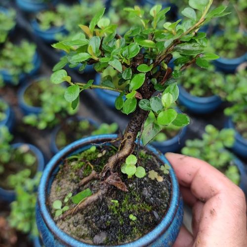 小叶珍珠栒子微型盆景开花结果高山荀子盆栽办公居家绿植