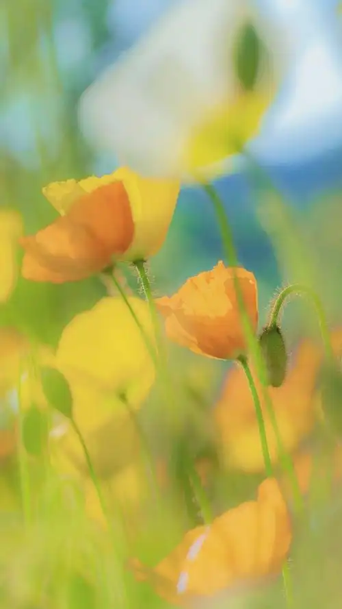 阳光下的唯美虞美人花朵手机壁纸