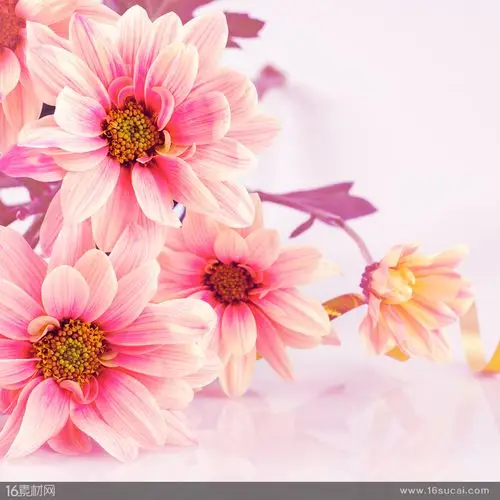 唯美鲜花小清新背景海报背景粉色鲜花鲜花摄影植物摄影粉色可爱的小花