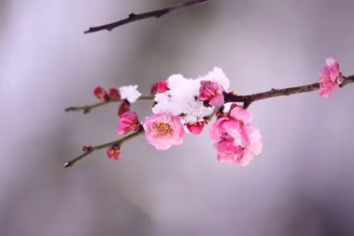 春雪映红梅