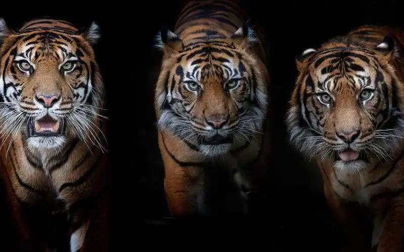 壁纸 三只老虎,黑背景 1920x1200 hd 高清壁纸, 图片, 照片