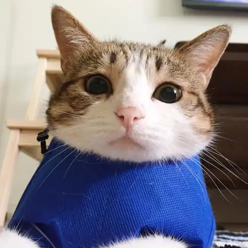 虎斑收录表情包猫咪瓜皮聊天专用可爱搞笑2333