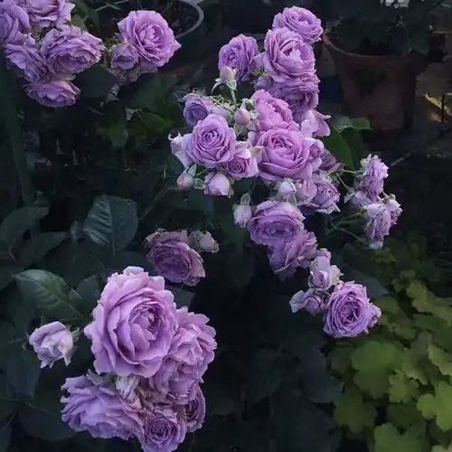 花园南国蓝色风暴月季盆栽阳台丰花抗病新手时令草本花卉