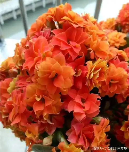 长寿花的经典品种"巴黎系列",花期长不落瓣