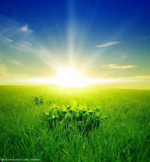 阳光与草地图片