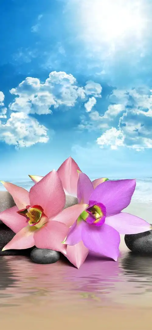 粉红色的花朵,石头,大海,沙滩,云彩,太阳 iphone 壁纸