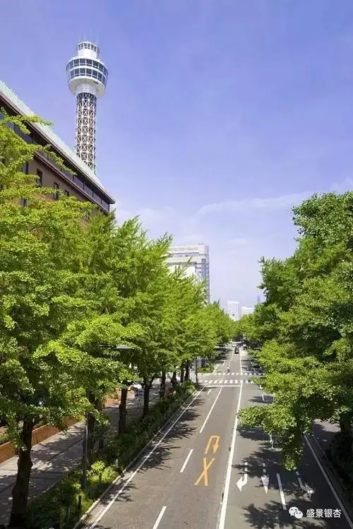 银杏为何被选作理想的绿化行道树