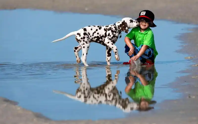 可爱宝宝和超萌宠物唯美写真桌面壁纸第一辑