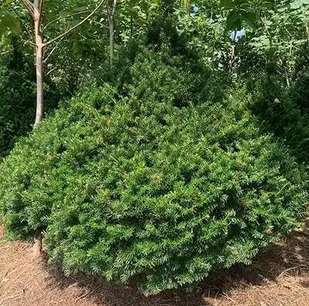 四季常青又耐寒的树