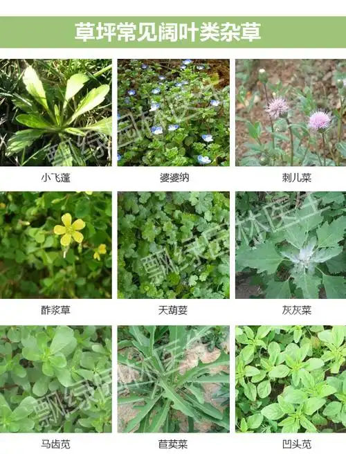 草坪常见阔叶类杂草
