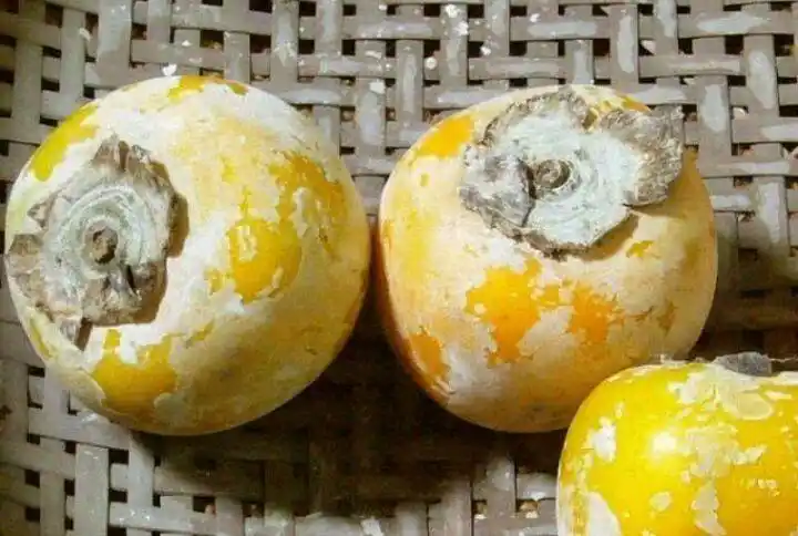 画6个柿子买313万画2个蜻蜓卖207万这次是冷军画的不是照片