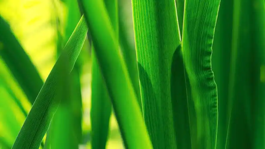 绿色唯美植物护眼桌面壁纸壁纸壁纸于2020-06-16上传元气壁纸平台