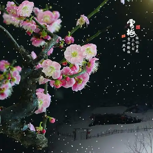 梅雪飘香