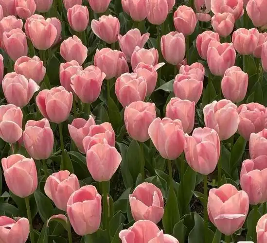 花花背景图插图5