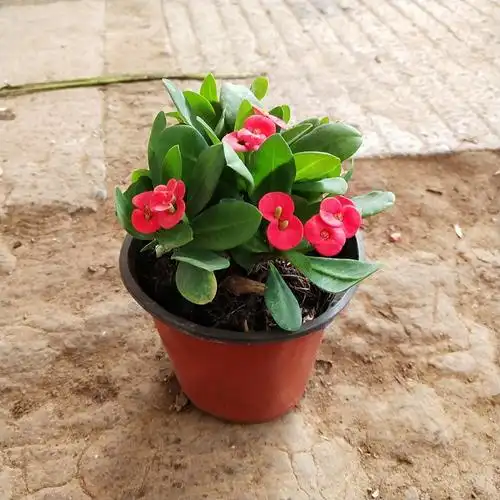 虎刺梅铁海棠盆栽阳台客厅水培海棠花四季开花绿植花卉带花植物