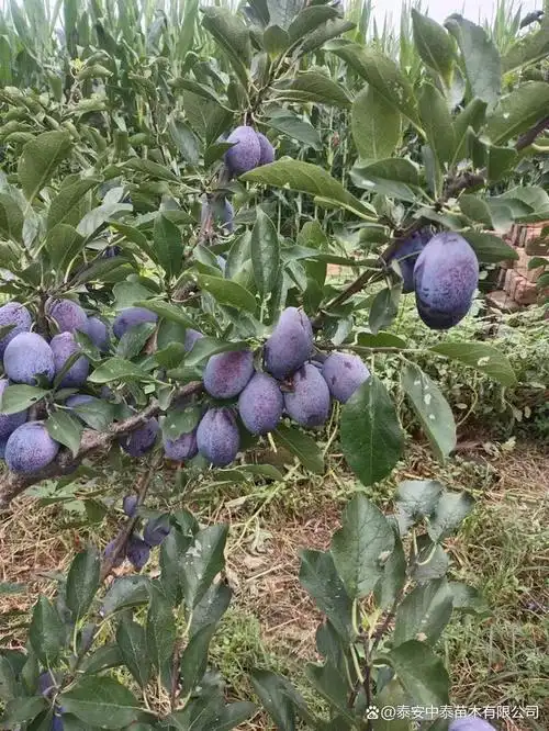 理查德西梅树苗#理查德西梅是晚熟蓝西梅的优秀品种之一,口感纯涛无