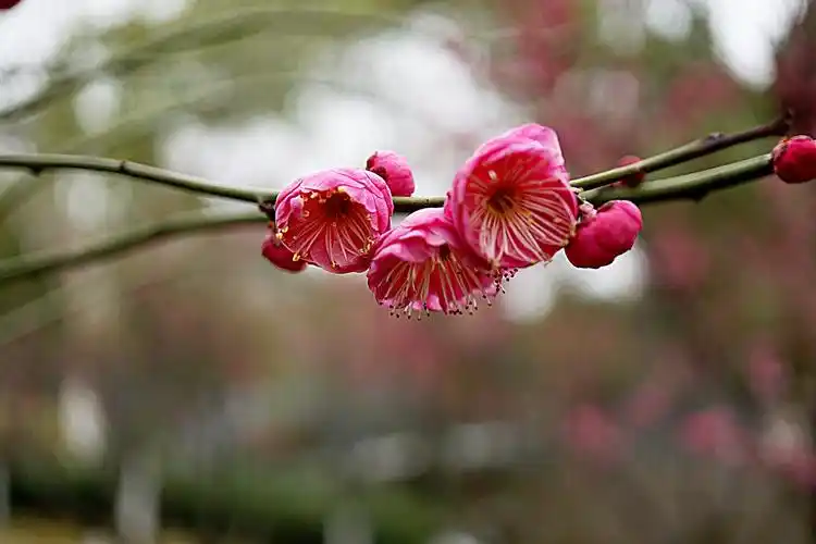 寒香国里你最红——朱砂梅