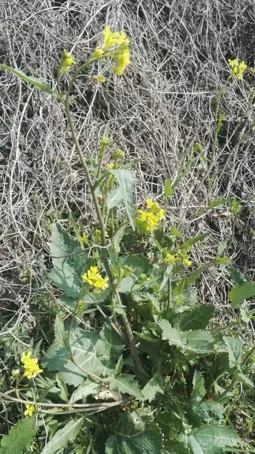 植物野油菜的种子有哪些功效与作用呢?_功效与作用
