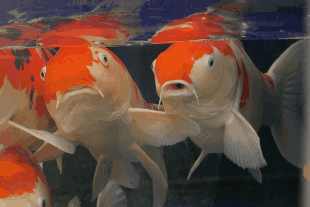 这些老外和老上海爱逛的花鸟市场比曹家渡更好玩老爷叔斗蛐蛐金金鱼和