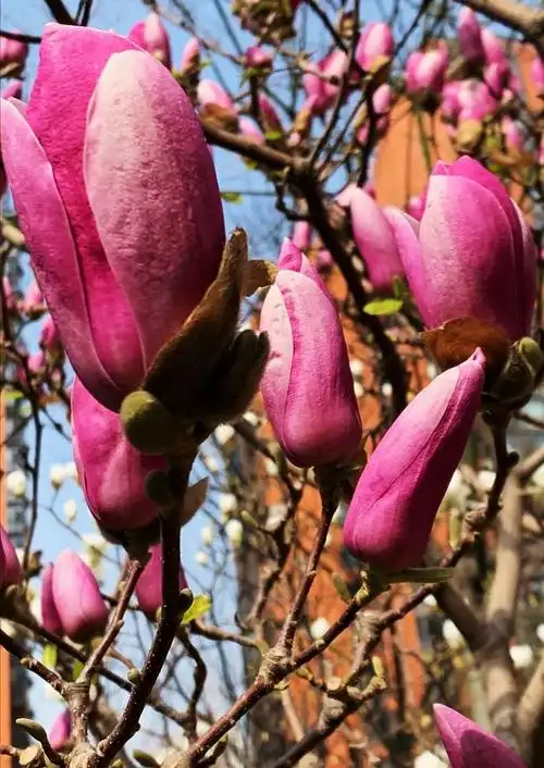 写美篇【广玉兰】:          别名荷花玉兰,洋玉兰,木兰科木兰属,花期