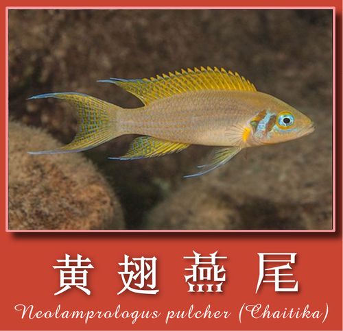 三湖慈鲷鱼 黄翅燕尾 坦湖慈鲷 坦鲷 热带鱼 观赏鱼 女王燕尾