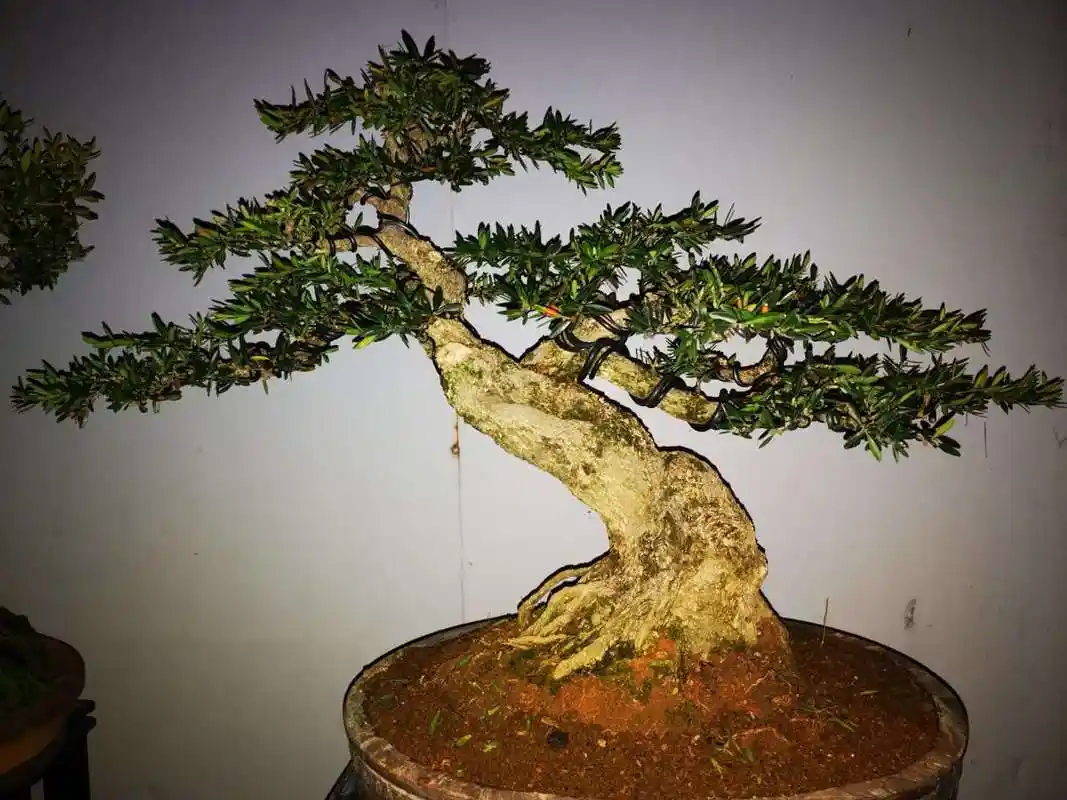 大哥院子里的黄杨盆景老桩,每一盆都独具特色,看着真养眼!