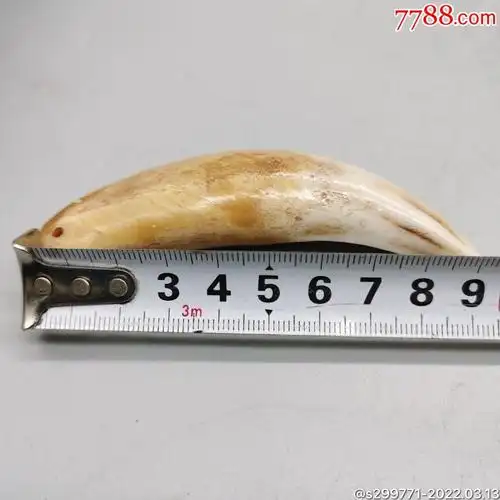 老虎牙招财辟邪