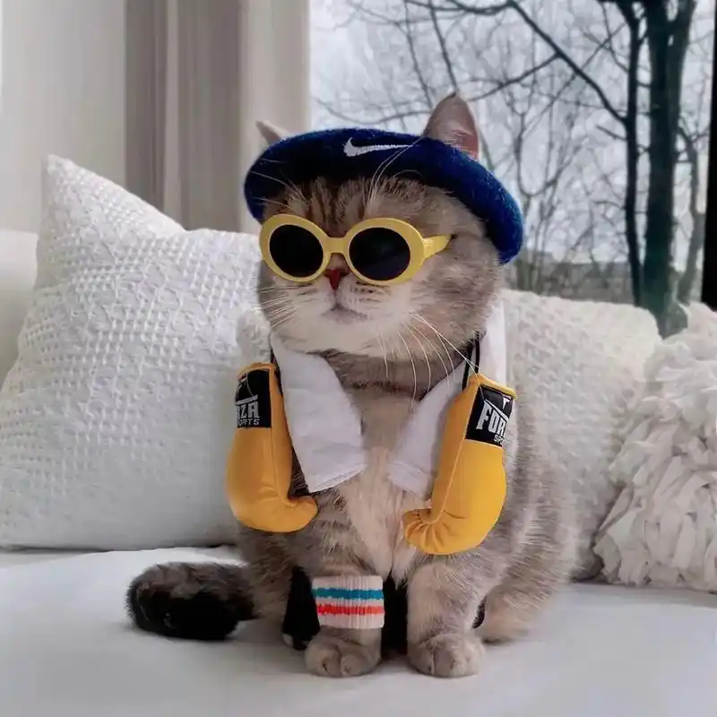 头像#朋友圈背景图 #可爱动物小猫咪  几张可爱又酷的小猫 - 抖音