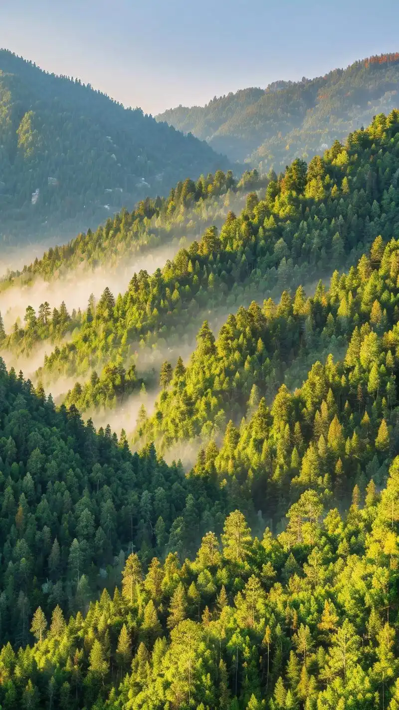 来瞅瞅这些8k超清的蓝光森林壁纸吧!