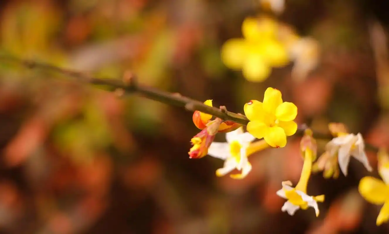 董卿:真正有魅力的女人,永远只有一种