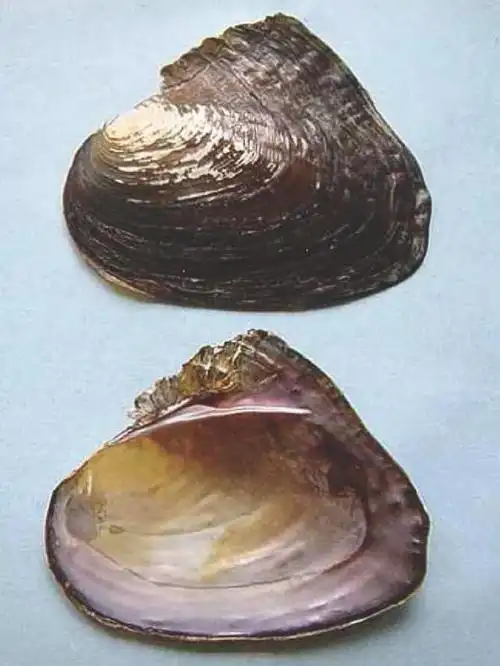 科普珍珠蚌里真的有珍珠吗