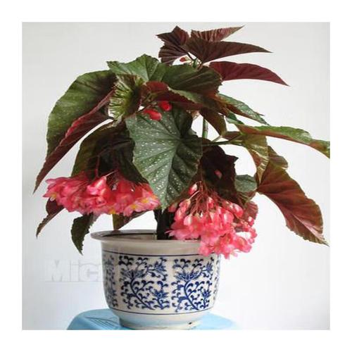 竹节海棠花卉盆栽大叶斑点易活四季阳台观叶秋海棠木本绿植物好养