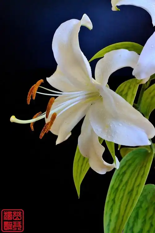 【百合花摄影图片】随州生态摄影_幽琴独醉_太平洋电脑网摄影部落