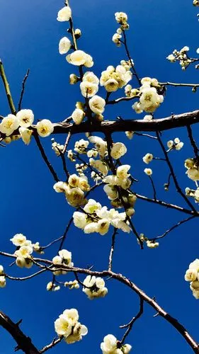 会理现在最美的风景-无雪梅花香
