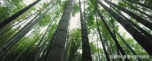 电影《十面埋伏》取景地之雄安分景