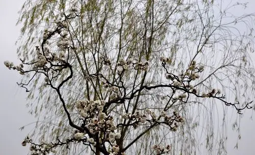 上海闵行梅园的龙游梅