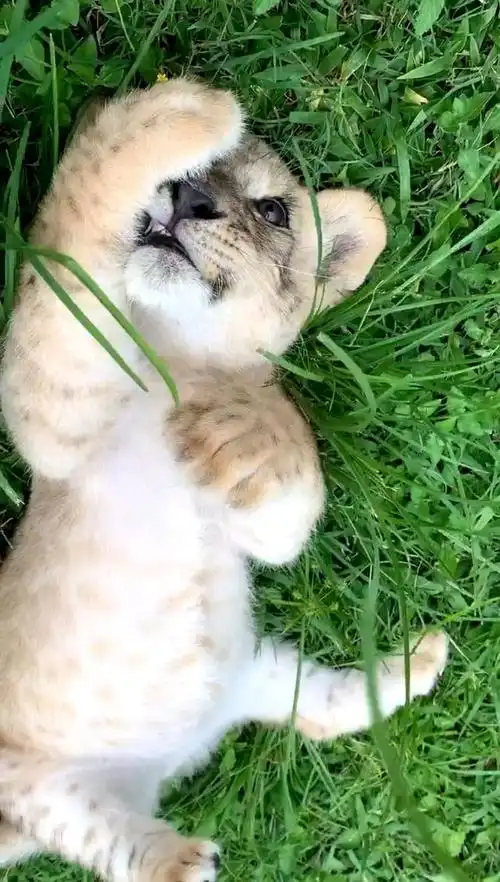 小狮子,抓拍瞬间