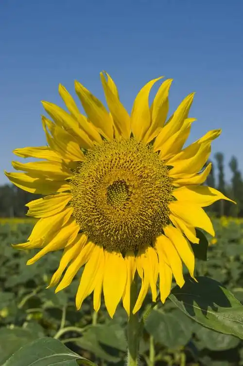 竖图,彩色,室外,白天,向日葵,生气,盛开,花瓣,蓝天,阳光,花田,太阳花