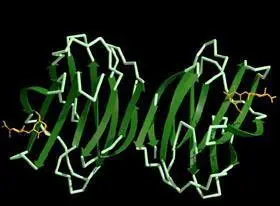 植物凝集素结构示意图