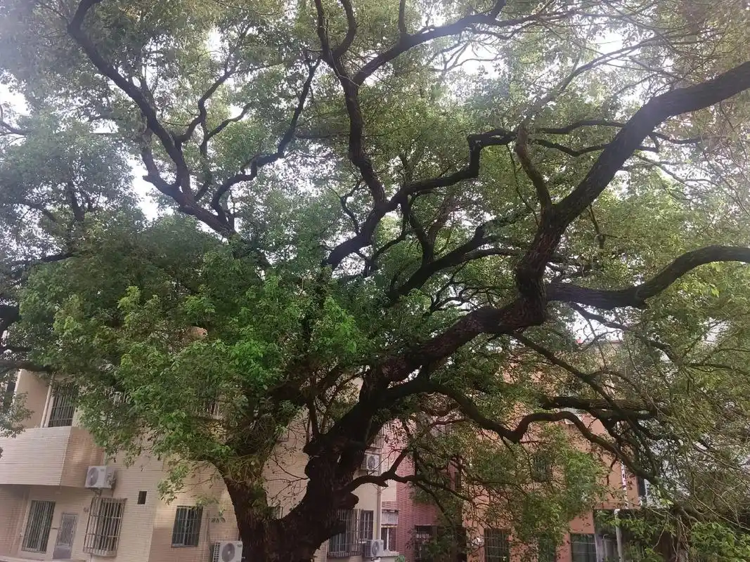 番禺罗家村107年樟树,郁郁葱葱,见证历史,赓续未来,再创辉 - 抖音