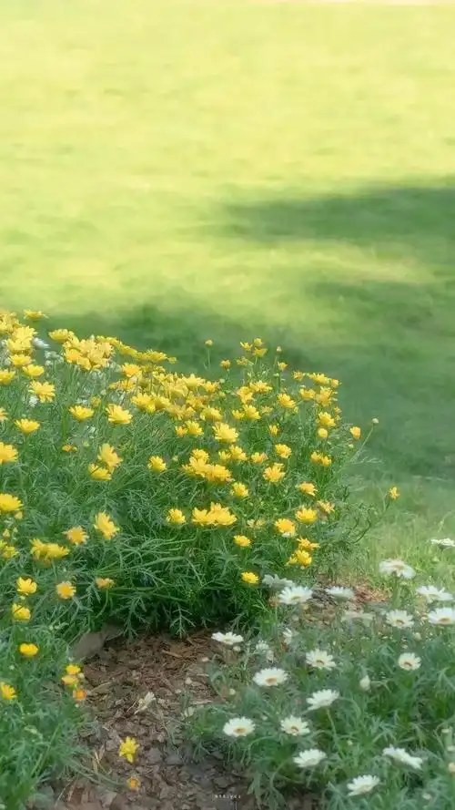 壁纸推荐绿色护眼绿意盎然清新唯美高清无水印