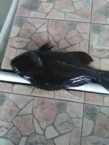 谁知道这是什么鱼?